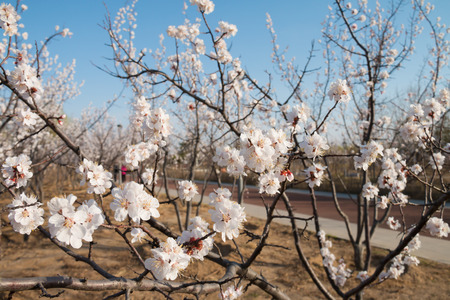 Cherry blossoms against a blue skyの写真素材