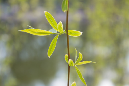 Willow branches in the springの写真素材