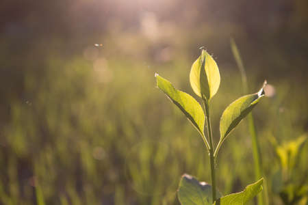 Green grass in the springの写真素材