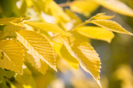 Yellow leaves in springの写真素材