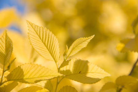 Yellow leaves in springの写真素材