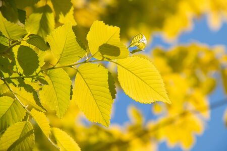 Yellow leaves in springの写真素材