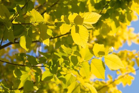 Yellow leaves in springの写真素材