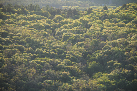 Forest in the spring afternoon