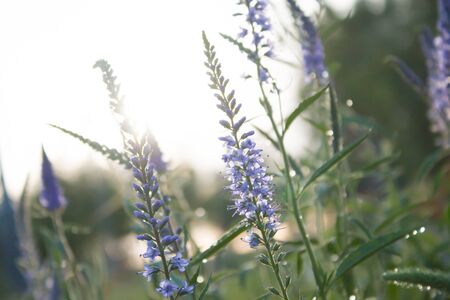 Lavender open in the springの写真素材