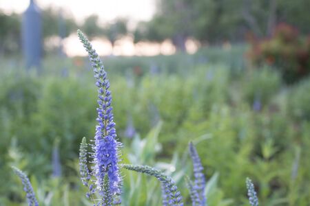 Lavender open in the springの写真素材