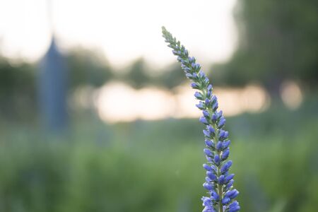 Lavender open in the spring