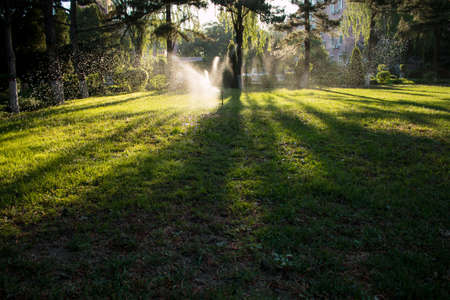 Tree shadow on the lawnの写真素材