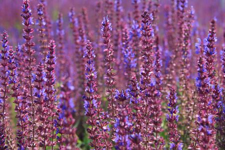 Lavender open in the spring