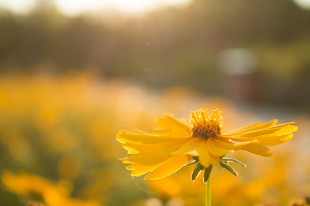 Yellow daisyの写真素材