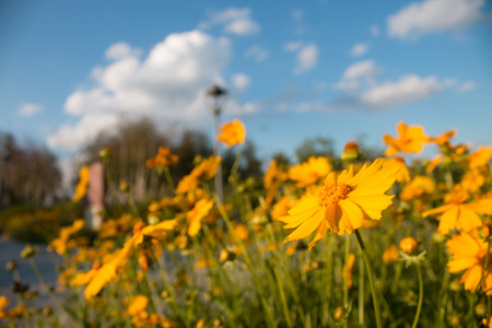 Yellow daisyの写真素材
