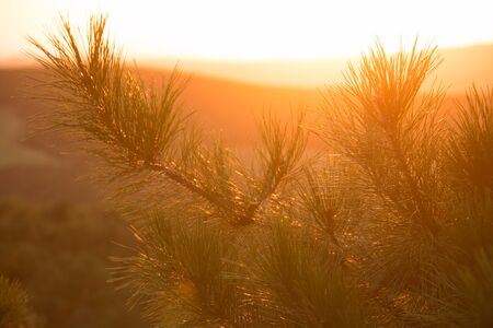 Close up of pine needles at sunsetの写真素材
