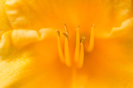 Close up of flower stamen