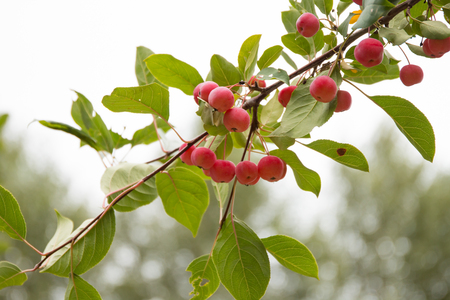 Red berries on the treeの写真素材