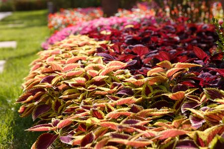 Red leaf in the gardenの写真素材