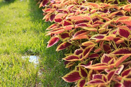 Red leaf in the gardenの写真素材