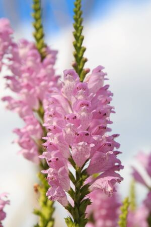 Pink flowers in the summerの写真素材
