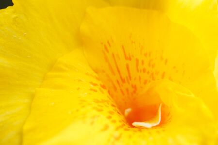 Close up of flower stamenの写真素材