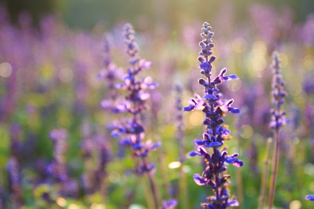 Lavender open in the spring