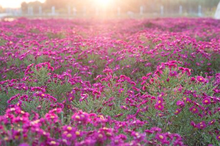 pink daisyの写真素材