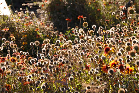 Flowers in autumnの写真素材