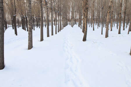 Footprints in the snow forestの写真素材
