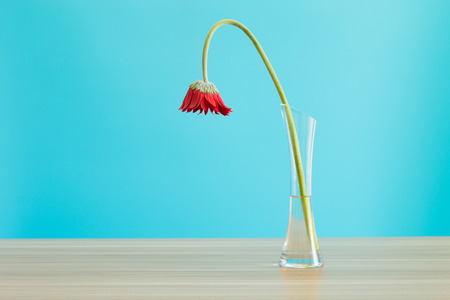 Wilted Gerbera in vaseの写真素材