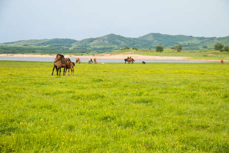 Horses in the pasture
