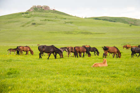 Horses in the pastureの写真素材