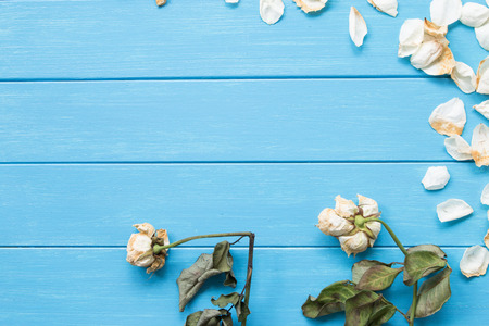 Withered roses on the blue boardの写真素材