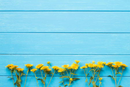 Yellow daisy on a blue boardの写真素材