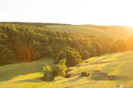 Forest at sunsetの写真素材