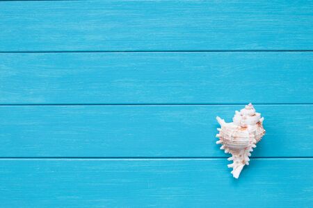conch on a blue board