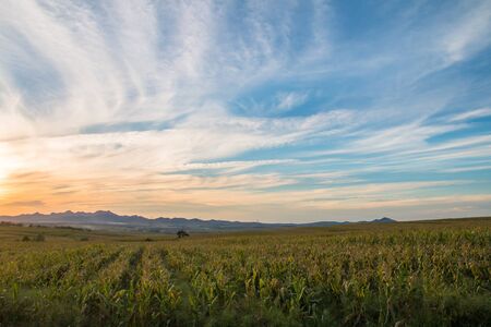 Cornfield at sunset
