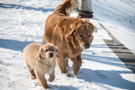 dog in the snowの写真素材