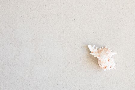 Conch on the beachの写真素材