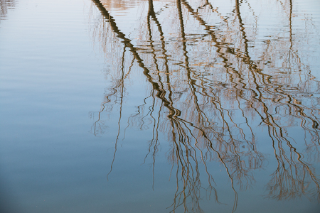 The reflection of the tree is in the waterの写真素材