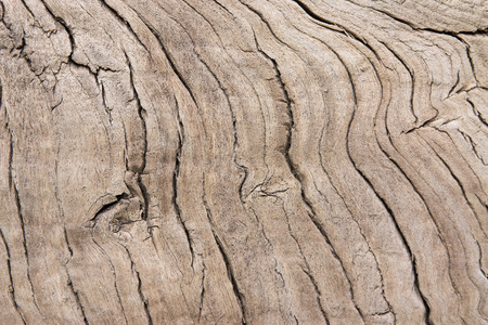 Old elm wood texture background