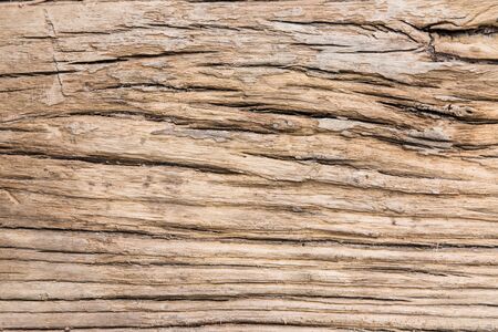 Old elm wood texture background