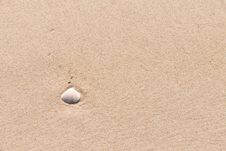 Shells on the beach