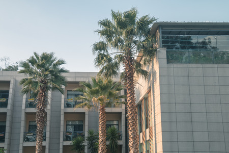 Modern architecture and coconut treeのeditorial素材