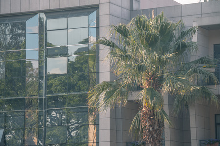 Modern architecture and coconut treeのeditorial素材