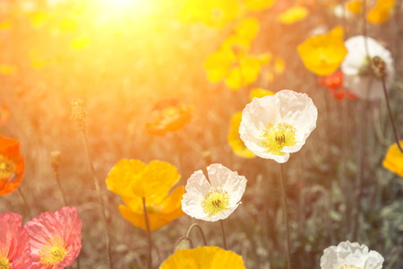 Corn poppy flowers  blooms in springの写真素材