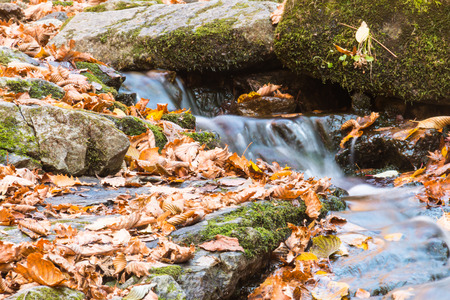 Creek in the fallの写真素材