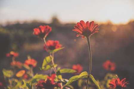 Red flowers in autumn sunsetの写真素材