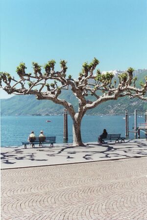 Ascona Treeの写真素材