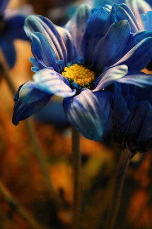 Blue Flowerの写真素材