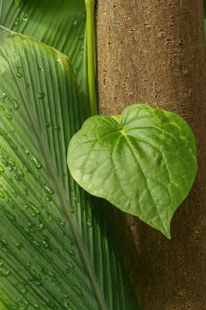 Tropical leaf set against a tree trunk.
