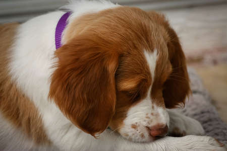 Brittany Spaniel Puppy