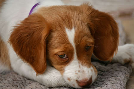 Brittany Spaniel Puppyの写真素材